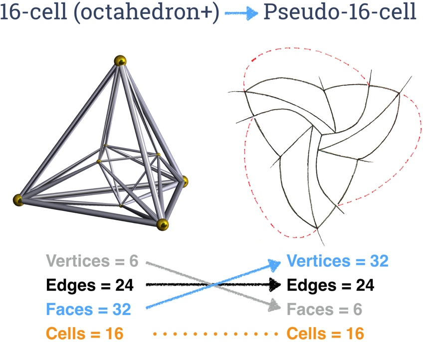 16-cell->pseudo 16 cell