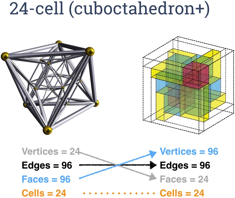 24 cell